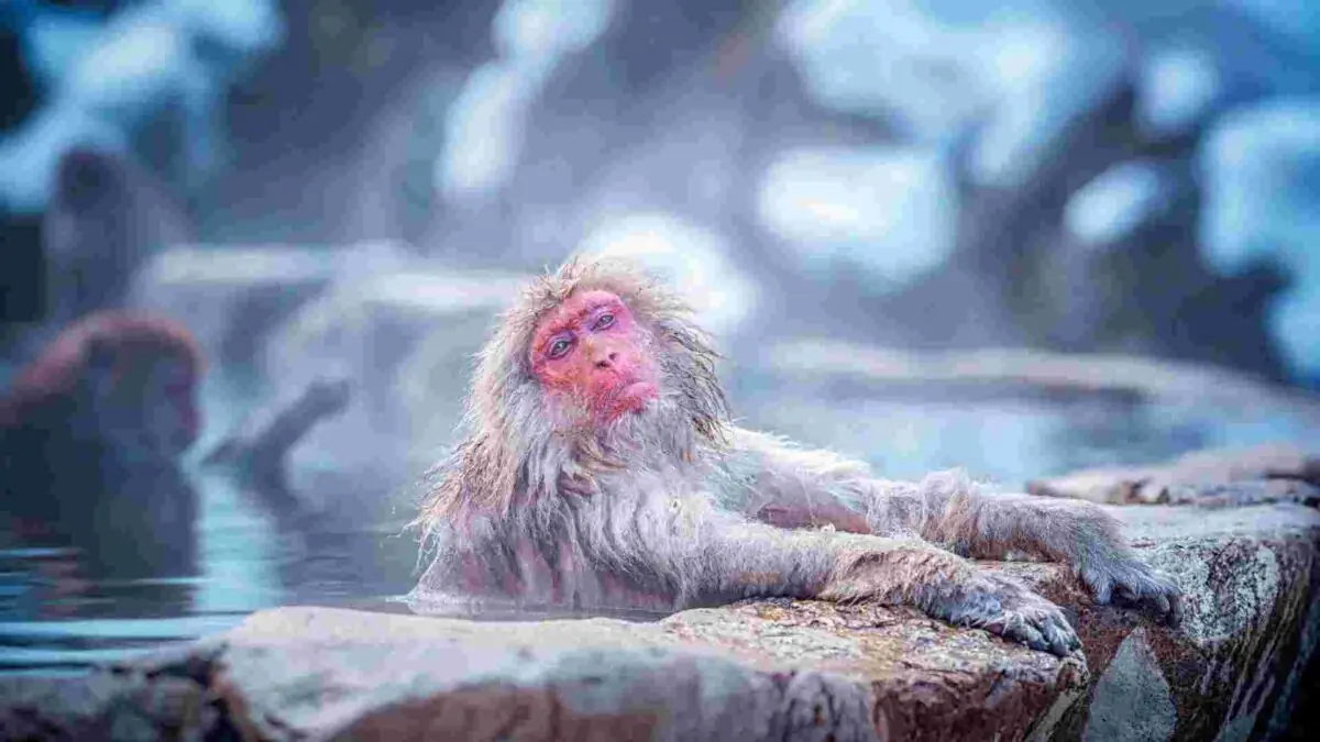 macacos-da-neve