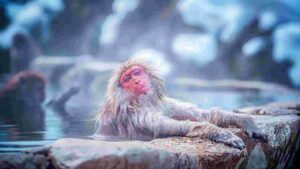 macacos-da-neve
