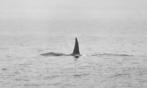 orcas canibais