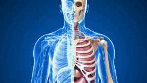 Livros de Anatomia