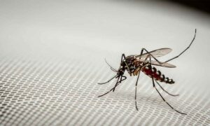 mosquitos picadas