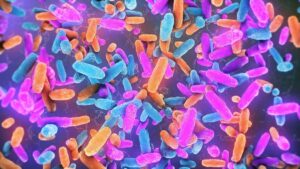 Bactérias do intestino