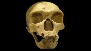 inteligência neandertal