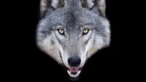 foto falsa lobo IA