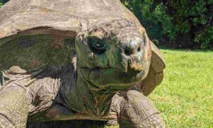 animal mais velho