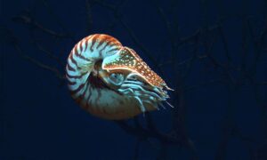 Nautilus