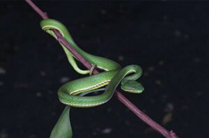 serpente verde