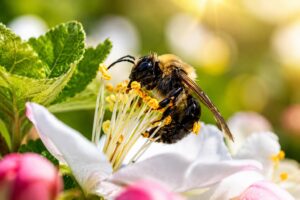 Abelha mineradora regular (Andrena regularis) próxima a flores em solo arenoso de cemitério histórico.