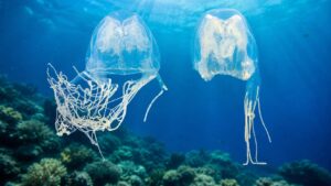 Medusa-caixa venenosa Chironex blakangmati descoberta em Singapura