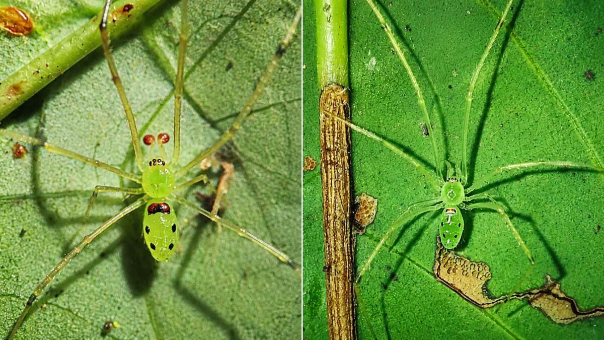 Aranha minúscula com padrão de sorriso desenhado no abdômen amarelo é descoberta na Índia.