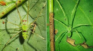Aranha minúscula com padrão de sorriso desenhado no abdômen amarelo é descoberta na Índia.