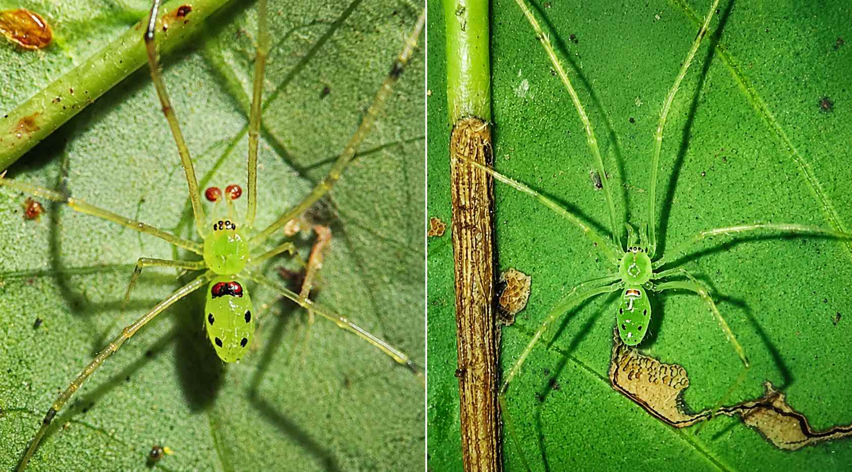 Aranha descoberta na Índia surpreende cientistas