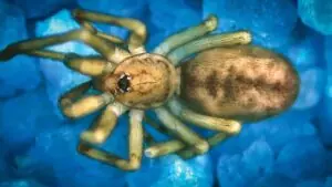 aranha Pink Floyd