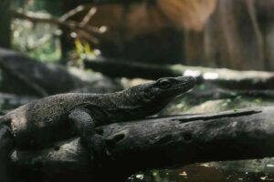 David Attenborough aos 100 anos, naturalista britânico celebrado por documentários sobre a natureza