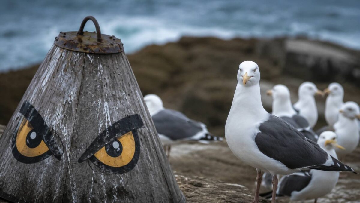 Padrão de olhos pintado em superfície para afastar aves marinhas predadoras