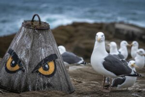 Padrão de olhos pintado em superfície para afastar aves marinhas predadoras