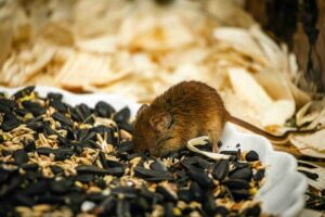 Camundongo de laboratório em ambiente controlado para pesquisa científica