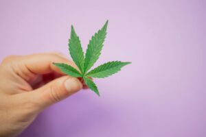 Mãos de uma pessoa segurando folhas de cannabis