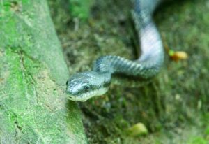 Cobra deslizando sobre o solo em ambiente natural com luz suave do entardecer