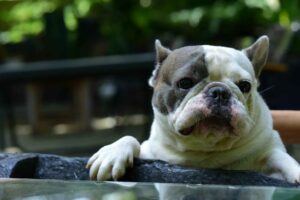 Buldogue francês de perfil mostrando o rosto característico achatado. Buldogues com problemas respiratórios pode acabar em 30 anos.