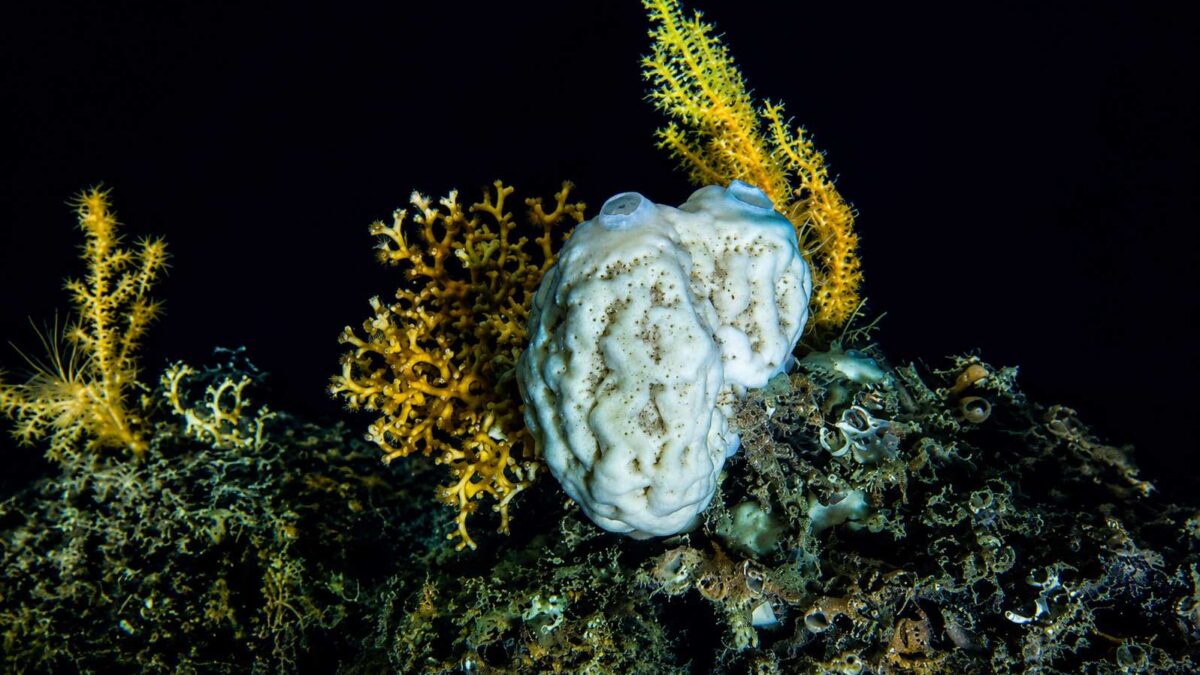 Esponja marinha adaptada à vida nas profundezas oceânicas em completa escuridão
