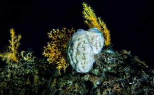 Esponja marinha adaptada à vida nas profundezas oceânicas em completa escuridão