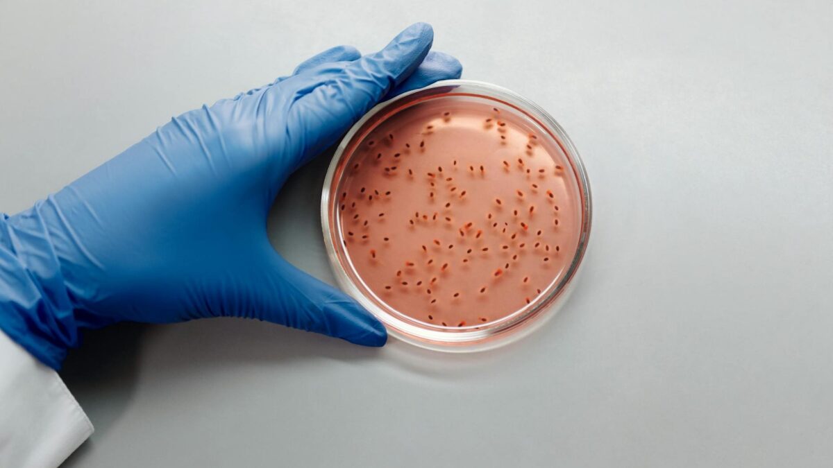 Representação científica de mutações genéticas em levedura durante experimento evolutivo controlado