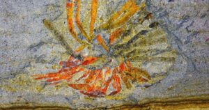 fósseis cambrianos