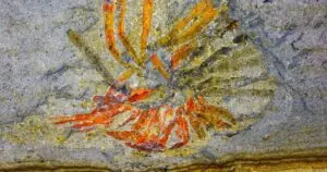 fósseis cambrianos