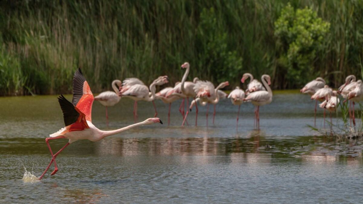 Flamingos rosados em grupo nas lagoas de Veneza durante recuperação ambiental