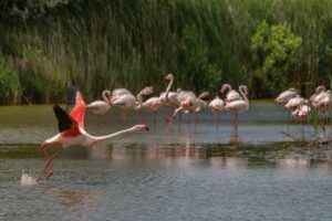 Flamingos rosados em grupo nas lagoas de Veneza durante recuperação ambiental