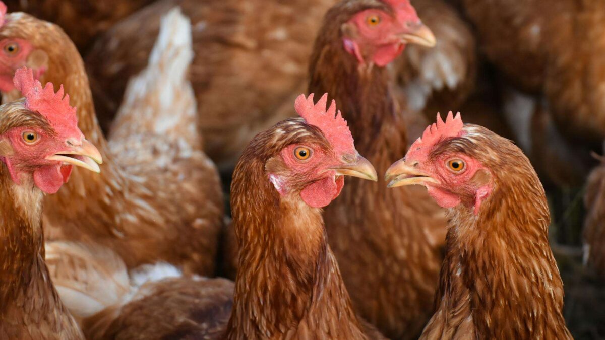 Galinhas produzem anticorpos contra proteína alergênica de gatos através de exposição