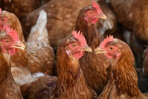 Galinhas produzem anticorpos contra proteína alergênica de gatos através de exposição