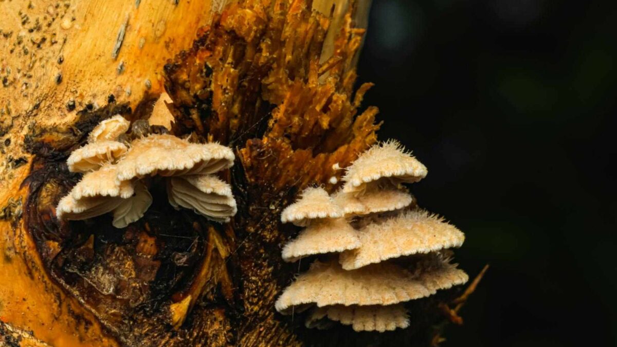 Vista aérea de área queimada com árvores de Josué carbonizadas em paisagem desértica