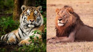 diferença leão tigre