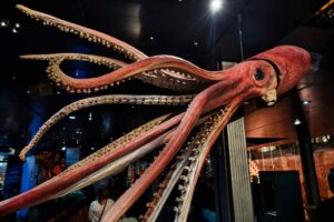 Lula gigante (Architeuthis dux) nas profundezas do oceano ao largo da Austrália Ocidental, descoberta por análise de DNA ambiental