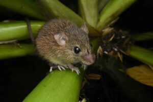 Rato-dos-arrozais em seu habitat natural entre vegetação úmida