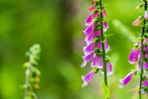 Flores de diferentes espécies de plantas em ambiente natural iluminado