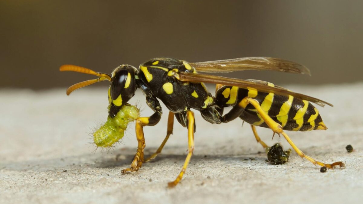 Planta de feijão com vespa parasita atacando lagarta em folha verde