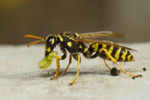 Planta de feijão com vespa parasita atacando lagarta em folha verde