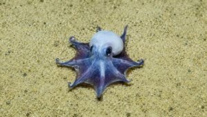 Polvo azul diminuto descoberto no fundo do oceano perto das ilhas de Galápagos