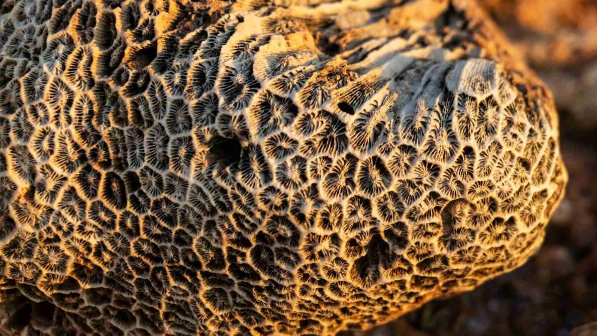 Fóssil de amonite, cefalópode que dominava oceanos durante extinções em massa na história da Terra