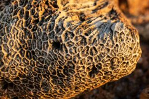 Fóssil de amonite, cefalópode que dominava oceanos durante extinções em massa na história da Terra