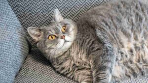 cães gatos sobrepeso