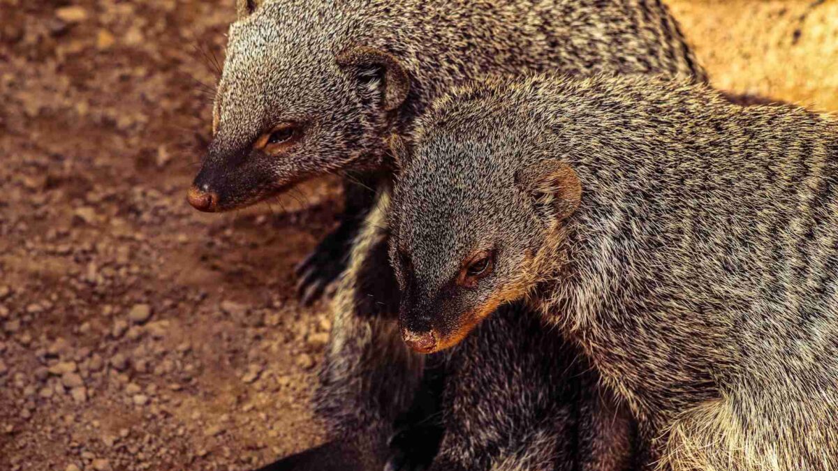 Comparação de tamanho entre dinossauro e mamífero pequeno que sobreviveu à extinção do Cretáceo