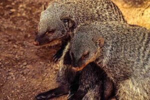 Comparação de tamanho entre dinossauro e mamífero pequeno que sobreviveu à extinção do Cretáceo