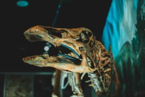 Proteína de dinossauro foi encontrada preservada e isso intrigou paleontólogos.