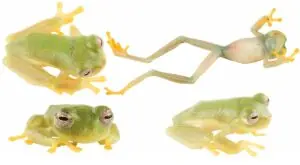 Nymphargus dajomesae