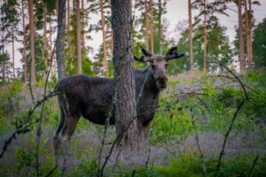 Os animais de Chornobil rodeado por vegetação selvagem