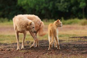 Gato e cão lado a lado em ambiente doméstico